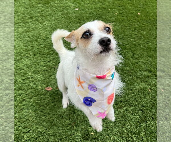 Medium Photo #3 Parson Russell Terrier-Unknown Mix Puppy For Sale in Santa Clara, CA, USA