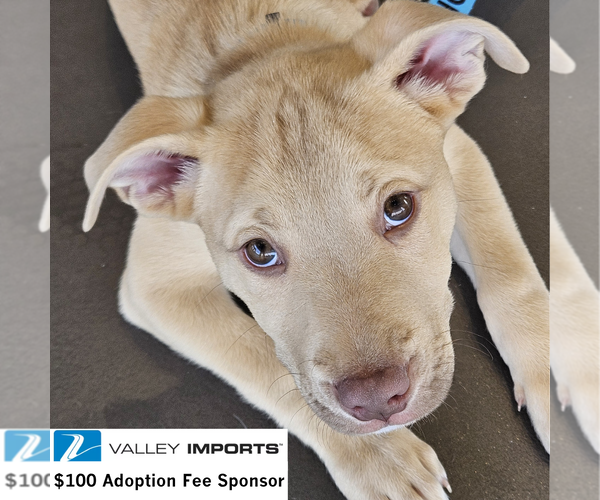 Medium Photo #1 Siberian Husky-Unknown Mix Puppy For Sale in Fargo, ND, USA