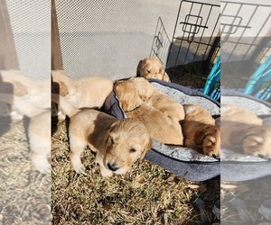 Goldendoodle Puppy for Sale in STRASBURG, Colorado USA