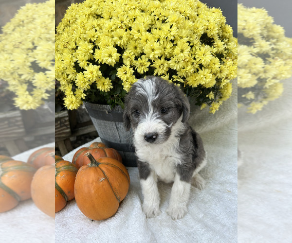 Medium Photo #1 Bordoodle Puppy For Sale in NEW HAVEN, IN, USA