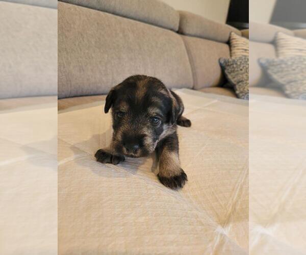 Medium Photo #1 Schnauzer (Standard) Puppy For Sale in RICHMOND, VA, USA