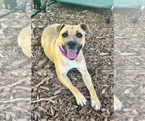 American Staffordshire Terrier Dogs for adoption in Lawrenceville, NJ, USA