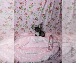 Chihuahua Puppy for sale in GREENVILLE, TX, USA
