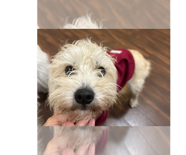 Medium Photo #2 Mutt Puppy For Sale in Pacifica, CA, USA