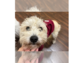 Small Photo #2 Mutt Puppy For Sale in Pacifica, CA, USA