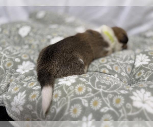 Medium Photo #12 Pembroke Welsh Corgi Puppy For Sale in GRAND RAPIDS, MI, USA