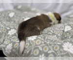 Small #11 Pembroke Welsh Corgi