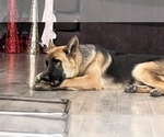 Small Photo #2 German Shepherd Dog Puppy For Sale in VAN NUYS, CA, USA