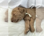 Puppy Princess Alice Poodle (Standard)