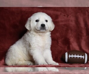 English Cream Golden Retriever Puppy for sale in FREDERICKSBG, OH, USA