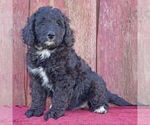 Small Photo #3 Bernedoodle Puppy For Sale in THORP, WI, USA