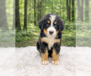 Bernese Mountain Dog Puppy for sale in DUNDEE, OH, USA