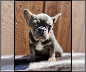 Weimaraner Puppy for sale in OJAI, CA, USA