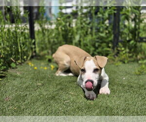 American Pit Bull Terrier Dogs for adoption in Evansville, IN, USA