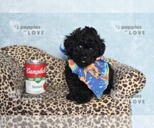 Poodle (Toy) Puppy for sale in SANGER, TX, USA