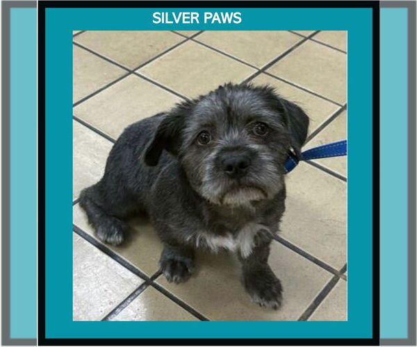 Medium Photo #1 Mutt Puppy For Sale in Royal Palm Beach, FL, USA