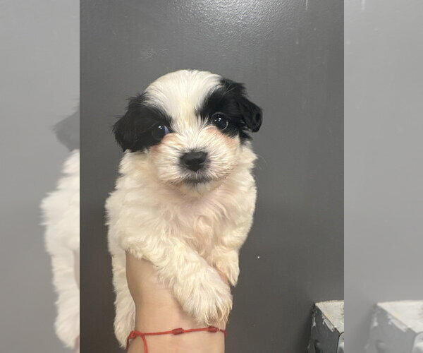 Medium Photo #3 Maltipoo (Miniature) Puppy For Sale in Studio City, CA, USA