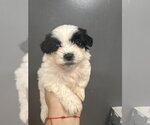 Small #2 Maltipoo (Miniature)
