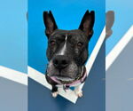 Small #10 American Pit Bull Terrier Mix