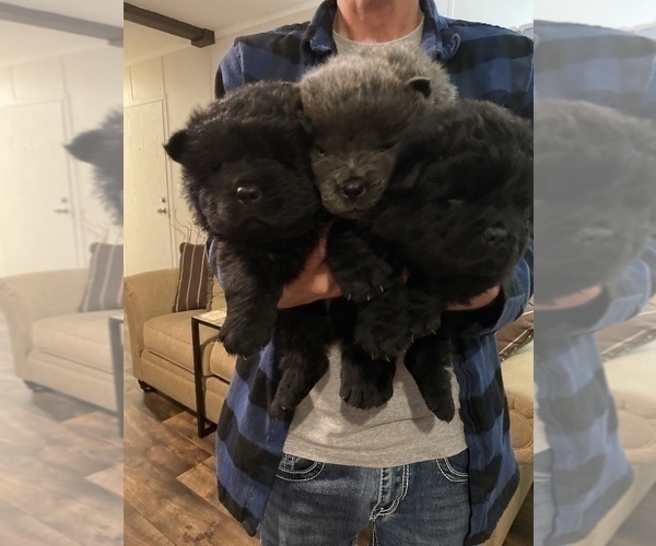 Medium Photo #2 Chow Chow Puppy For Sale in SHANNON, MS, USA