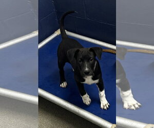 Mutt Dogs for adoption in Sterling, MA, USA