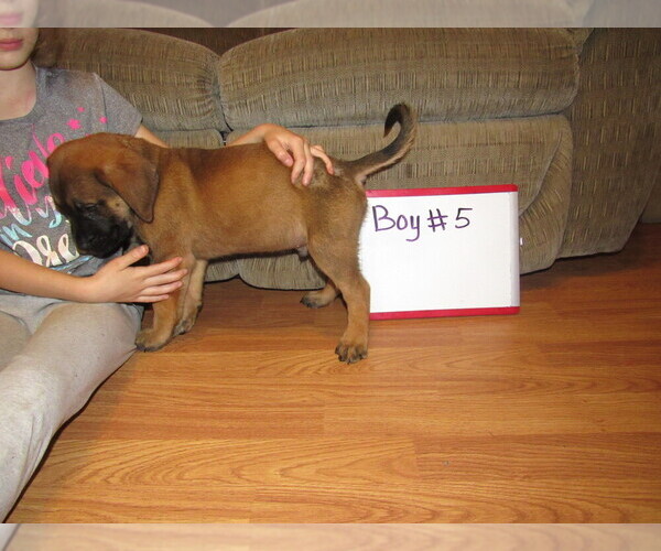 Medium Photo #20 Mastiff Puppy For Sale in FARMERVILLE, LA, USA
