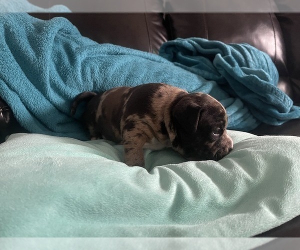 Medium Photo #176 American Bully Puppy For Sale in REESEVILLE, WI, USA