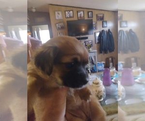 ShiChi-Yorkshire Terrier Mix Puppy for sale in GROVETOWN, GA, USA