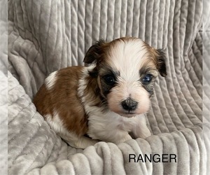 Shih Tzu Puppy for sale in ALBANY, OR, USA