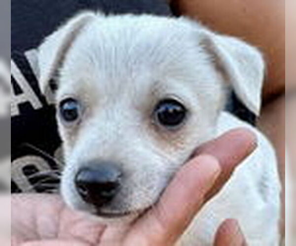 Medium Photo #2 Chihuahua-Unknown Mix Puppy For Sale in Fremont, CA, USA