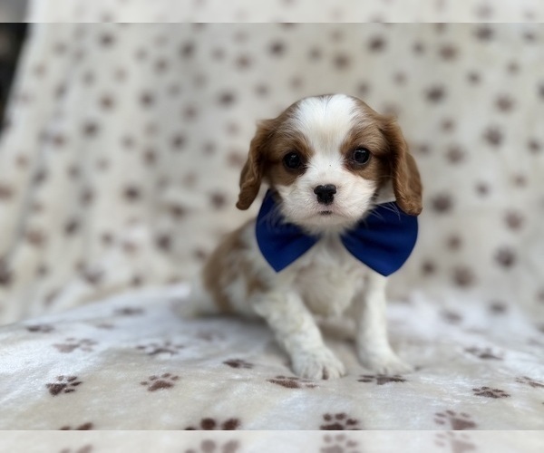 Medium Photo #7 Cavalier King Charles Spaniel Puppy For Sale in LAKELAND, FL, USA