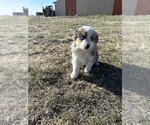 Small Photo #11 Miniature Australian Shepherd Puppy For Sale in PEYTON, CO, USA
