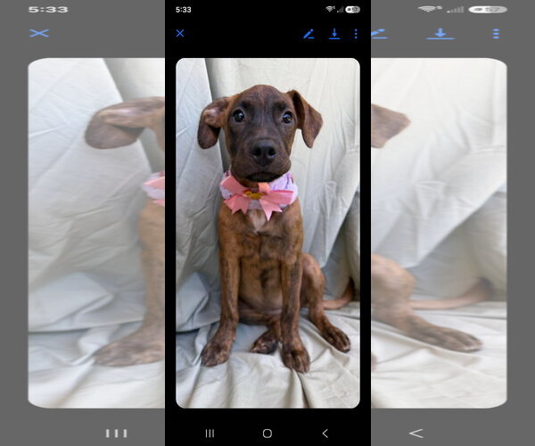 Medium Photo #3 Labrador Retriever-Unknown Mix Puppy For Sale in NYC, NY, USA