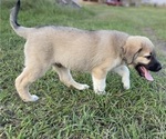 Small Photo #23 Anatolian Shepherd Puppy For Sale in ROBSTOWN, TX, USA