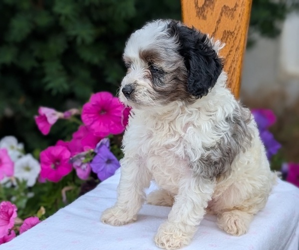 Medium Photo #2 Maltipoo (Toy) Puppy For Sale in GOSHEN, IN, USA