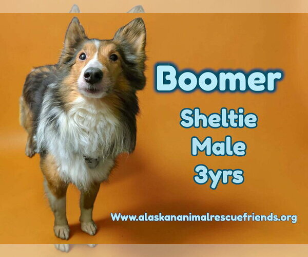 Medium Photo #1 Mutt Puppy For Sale in Anchorage, AK, USA