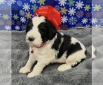 Small Photo #4 Bernedoodle Puppy For Sale in CLEVELAND, TN, USA
