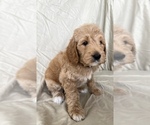 Small Photo #1 Goldendoodle Puppy For Sale in CLOVIS, CA, USA