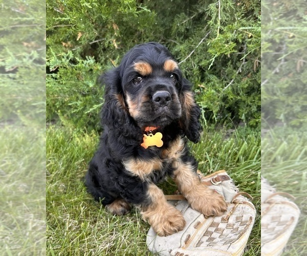 Medium Photo #5 Cocker Spaniel Puppy For Sale in MIDDLEBURY, IN, USA