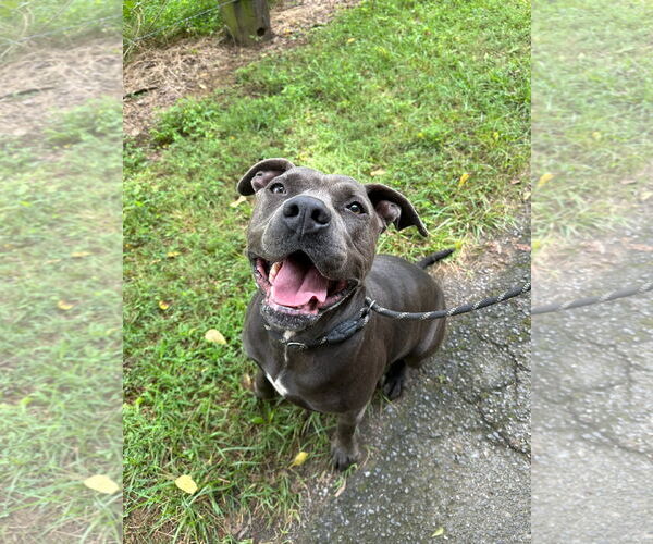 Medium Photo #3 American Staffordshire Terrier-Unknown Mix Puppy For Sale in Calhoun, GA, USA