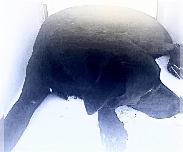 Medium Photo #1 Labrador Retriever-Unknown Mix Puppy For Sale in Houston, TX, USA