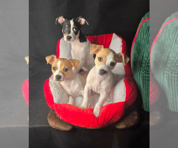 Medium Photo #2 Jack-Rat Terrier Puppy For Sale in Oakhurst, NJ, USA