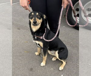 Mutt Dogs for adoption in Emmett, ID, USA
