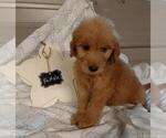 Small Photo #5 Goldendoodle Puppy For Sale in COMMERCE, TX, USA
