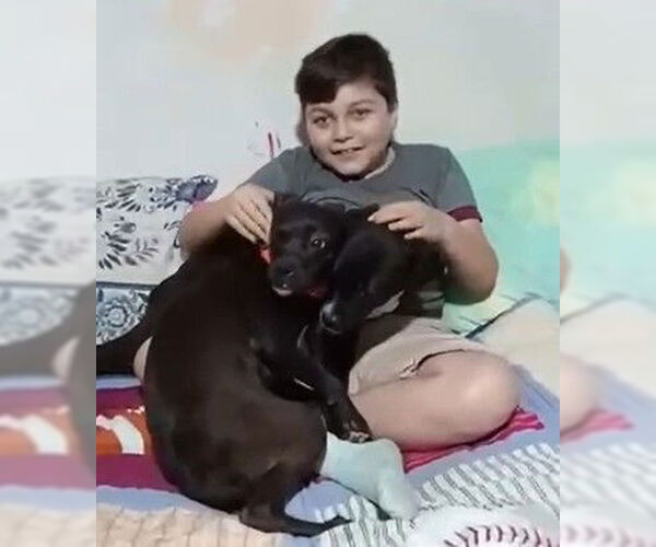 Medium Photo #2 Chihuahua-Labrador Retriever Mix Puppy For Sale in Fallbrook, CA, USA