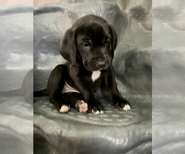 Medium Photo #7 American Bandogge mastiff Puppy For Sale in FORT GARLAND, CO, USA