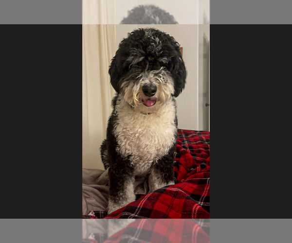 Medium Photo #1 Bernedoodle (Miniature) Puppy For Sale in ROY, UT, USA