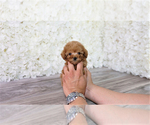 Small Photo #1 Poodle (Toy) Puppy For Sale in FULLERTON, CA, USA