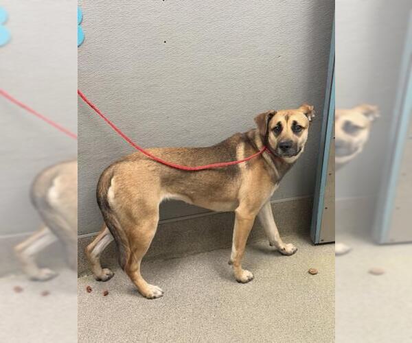 Medium Photo #1 German Shepherd Dog-Unknown Mix Puppy For Sale in Las Vegas, NV, USA