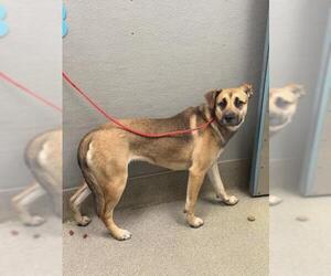 German Shepherd Dog Mix Dog for Adoption in Las Vegas, Nevada USA